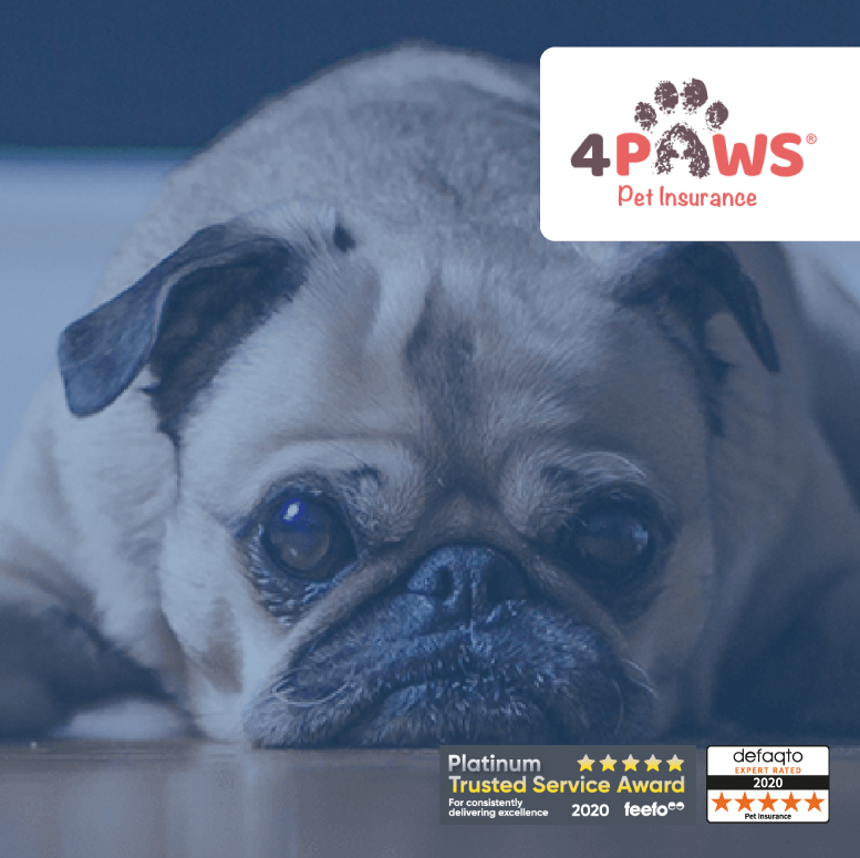 4paws-dog-insurance - NCI Insurance